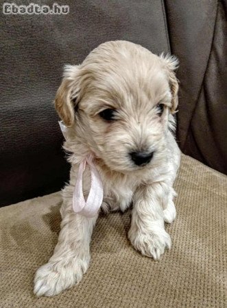 Maltipoo fajtatiszta jellegű szuka