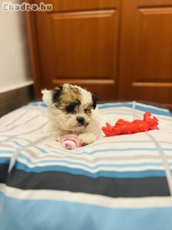 Shitzu kölykök