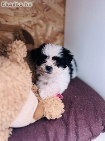 Shitzu kölykök