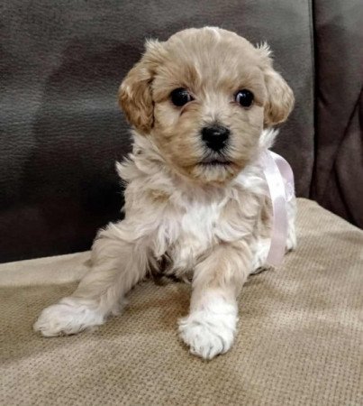 Maltipoo
