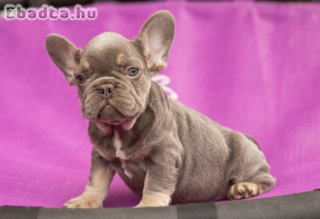 francia bulldog lilac and tan