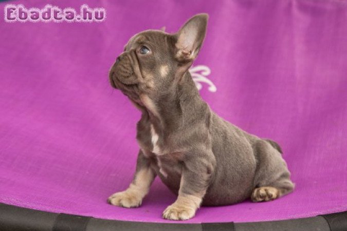 francia bulldog lilac and tan