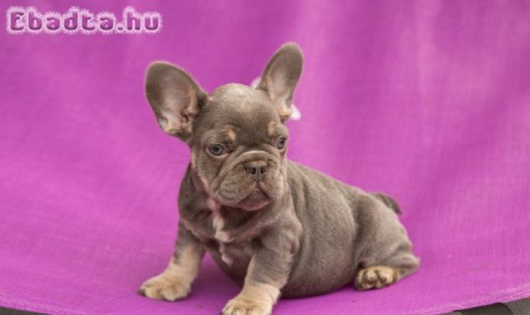 francia bulldog lilac and tan