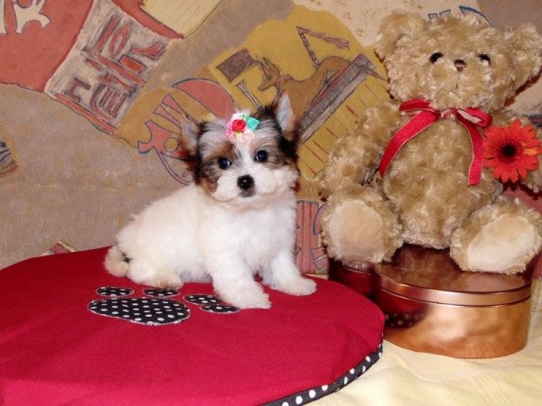 Biewer Yorkshire Terrier Yorki