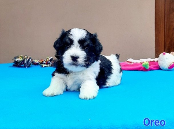 Bichon Havanese