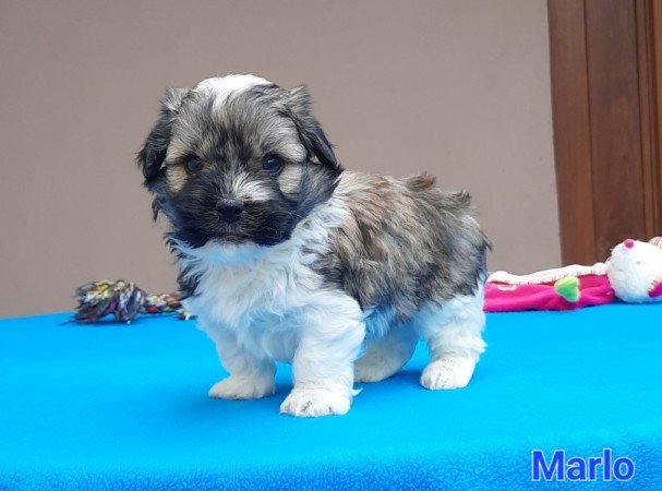 Bichon Havanese