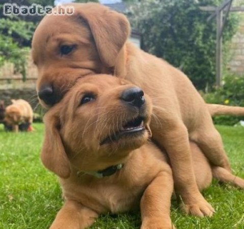 Gyönyörű labrador kiskutya örökbefo