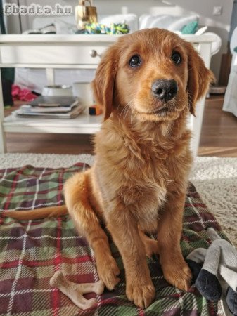 Golden retriever kölyök kislany