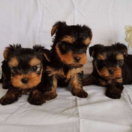 Yorkshire terrier