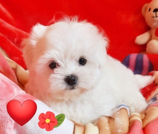 Bichon Havanese