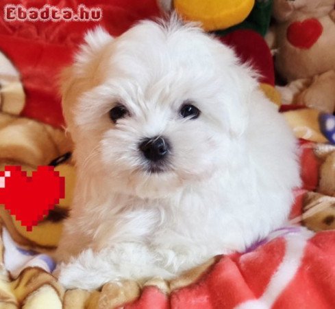 Gyönyörűszép  Bichon Havanese kis méretű kiskutyák