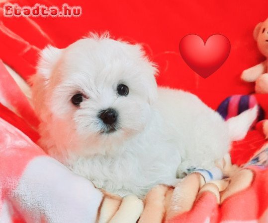 Gyönyörűszép  Bichon Havanese kis méretű kiskutyák