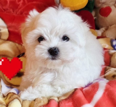 Bichon Havanese