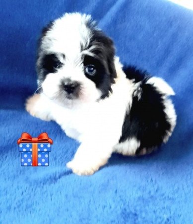 Bichon havanese