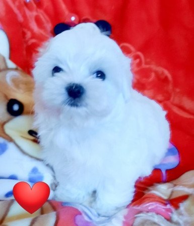 Bichon Havanese