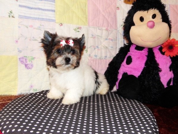 Biewer Yorkshire Terrier Yorki