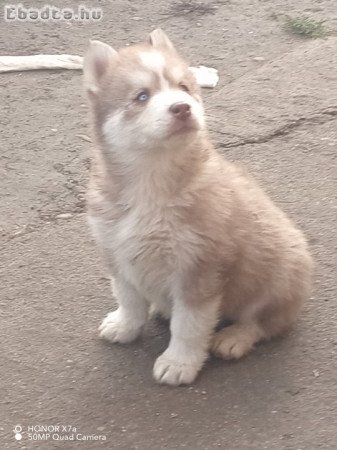 Husky kiskutya