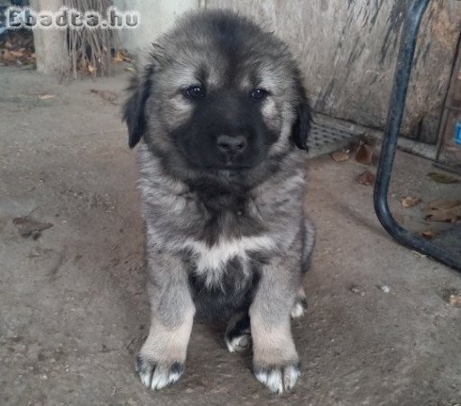 Kaukázusi kiskutyák eladók