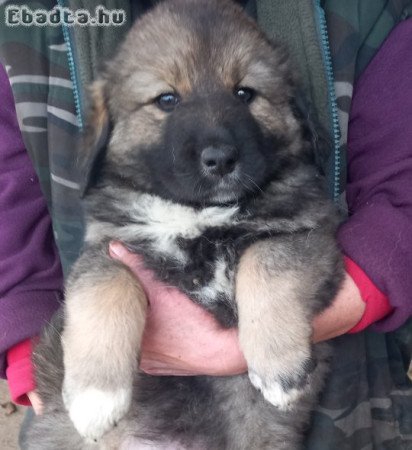 Kaukázusi kiskutyák eladók