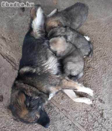 Kaukázusi kiskutyák eladók