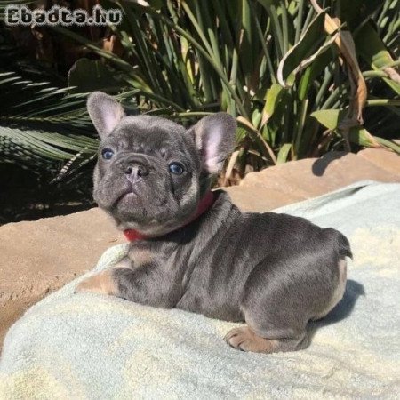 Francia bulldog kölykök