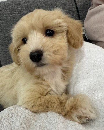 Maltipoo