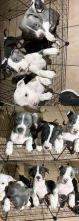 Staffordshire terrier