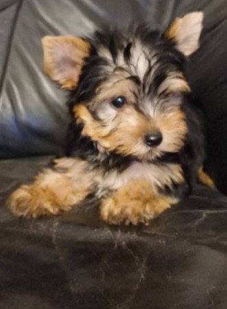 yorkshire terrier , yorky