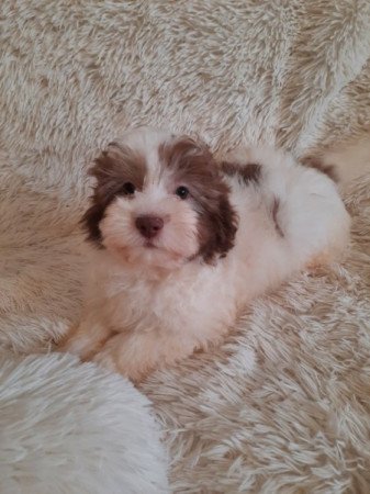 Havanese