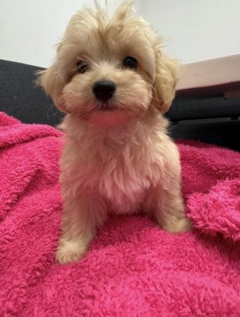 Maltipoo