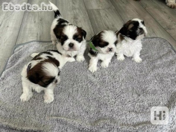 Shitzu kölykök örökbefogadásra
