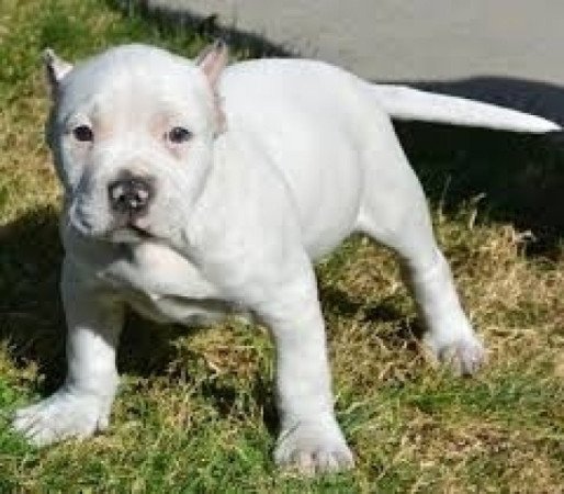 Staffordshire terrier