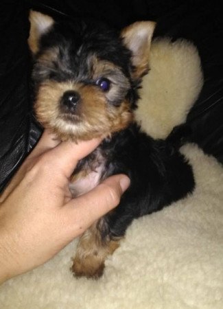 yorkshire terrier , yorky