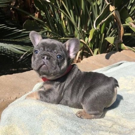 Francia bulldog