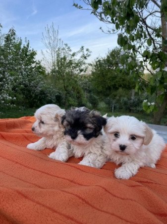 Bichon havanese