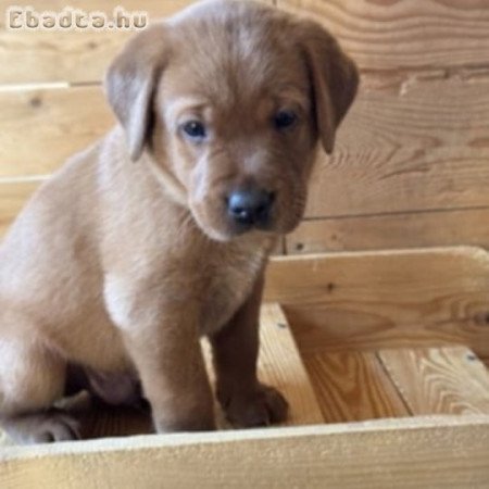 Labrador kölykök kutyusok