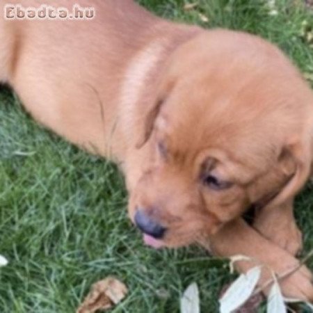 Labrador kölykök kutyusok