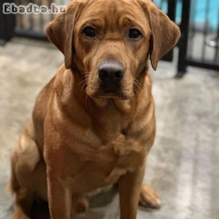 Labrador kölykök kutyusok