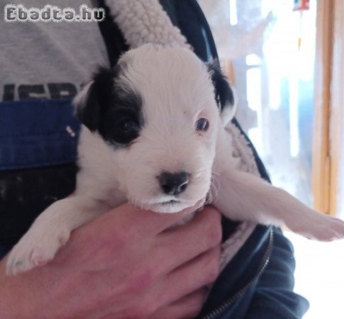 Border collie jelegű kiskutyák eladók