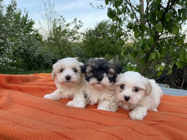 Bichon havanese