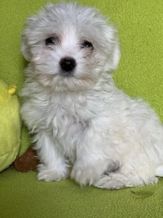 Bichon havanese