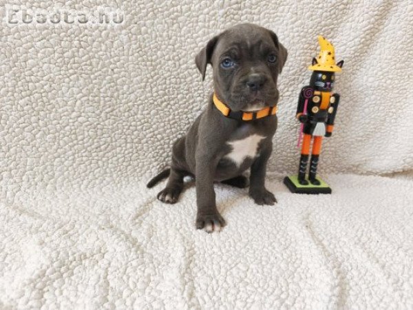 Törzskönyves,masszív Cane corso kiskutyák