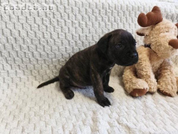 Törzskönyves,masszív Cane corso kiskutyák