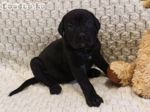 Törzskönyves,masszív Cane corso kiskutyák