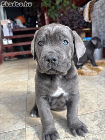 Cane corso kiskutyàk