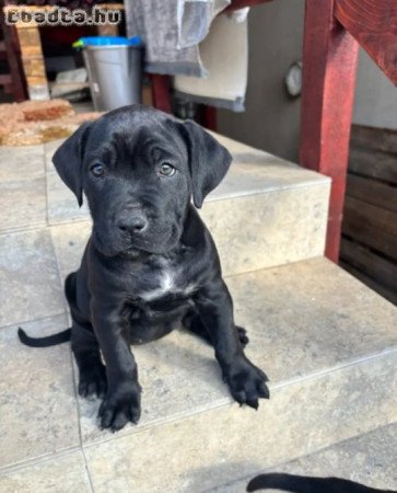 Cane corso kiskutyàk