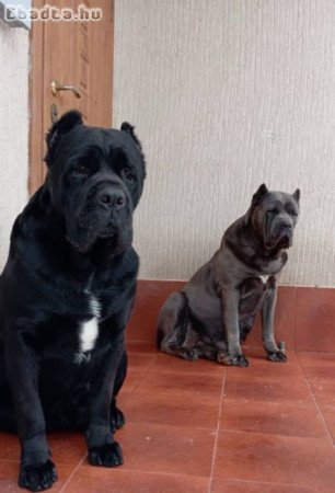 Cane corso kiskutyàk