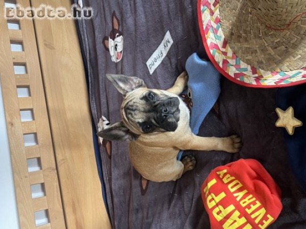 Francia Bulldog kisfiú gazdikereső