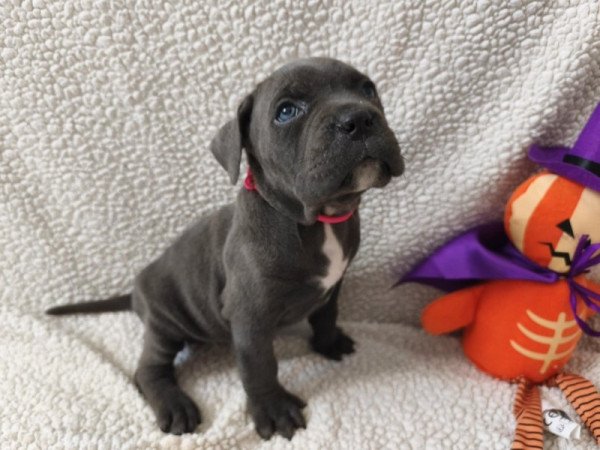 Cane corso