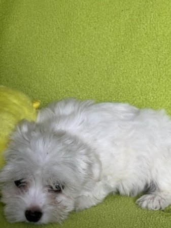 Bichon havanese